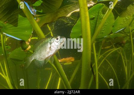 Juveniler Blaugill (Lepomis macrochirus), ein in vielen Teilen Nordamerikas verbreiteter Süßwasserfisch, fotografiert in einem See in Wisconsin. Stockfoto