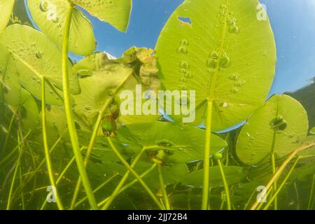 Amerikanische weiße Seerose (Nymphaea odorata) Seerosen wachsen in einem See in Wisconsin, Nordamerika. Stockfoto