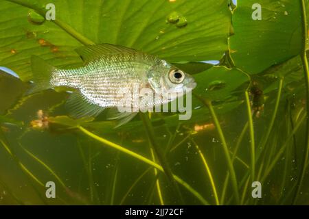 Juveniler Blaugill (Lepomis macrochirus), ein in vielen Teilen Nordamerikas verbreiteter Süßwasserfisch, fotografiert in einem See in Wisconsin. Stockfoto