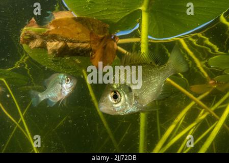 Juveniler Blaugill (Lepomis macrochirus), ein in vielen Teilen Nordamerikas verbreiteter Süßwasserfisch, fotografiert in einem See in Wisconsin. Stockfoto