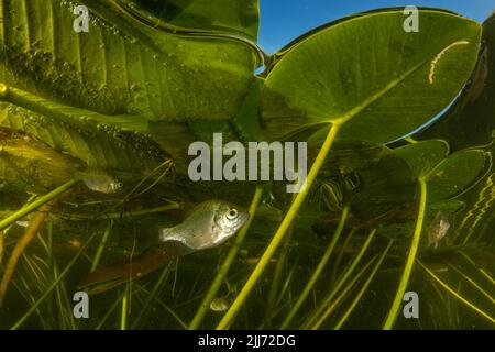 Juveniler Blaugill (Lepomis macrochirus), ein in vielen Teilen Nordamerikas verbreiteter Süßwasserfisch, fotografiert in einem See in Wisconsin. Stockfoto