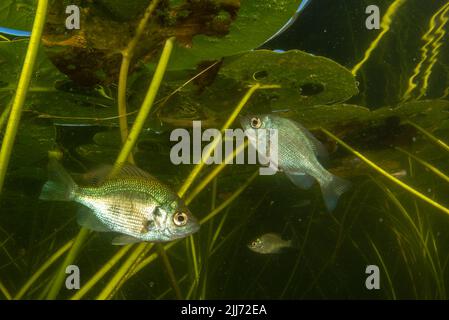 Juveniler Blaugill (Lepomis macrochirus), ein in vielen Teilen Nordamerikas verbreiteter Süßwasserfisch, fotografiert in einem See in Wisconsin. Stockfoto