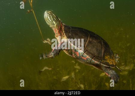 Eine gemalte Schildkröte (Chrysemys picta), die in einem Süßwassersee von Wisconsin unter Wasser schwimmt. Stockfoto