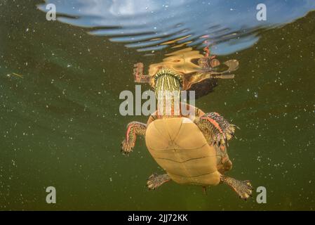 Eine gemalte Schildkröte (Chrysemys picta), die in einem Wisconsin-See unter Wasser schwimmt, dehnt ihren Kopf zur Wasseroberfläche aus, um einen Atemzug zu machen. Stockfoto