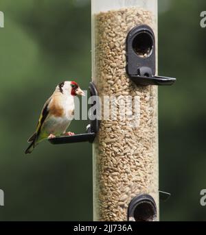 Europäischer Goldfink (Carduelis carduelis), ein erwachsenes Männchen, sitzt auf einem Sonnenblumenkernfutter in einem Garten in Ceshire, Großbritannien. Stockfoto