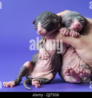 Weibliche Hand hält zwei kleine Sphynx Hairless Kätzchen auf blauem Hintergrund. Ahnenkätzchen sind zwei Monate alt Stockfoto