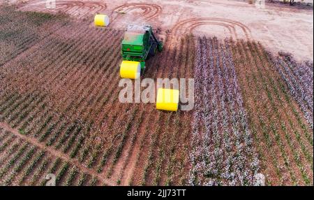 Gerollte, verpackte Fässer roher Baumwolle, die auf einem Agrarfeld in Australien geerntet werden - von oben aus der Luft. Stockfoto