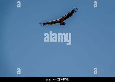 Griffon-Geier, Eurasion-Gänsegeier (Gyps fulvus) im Hochflug Stockfoto