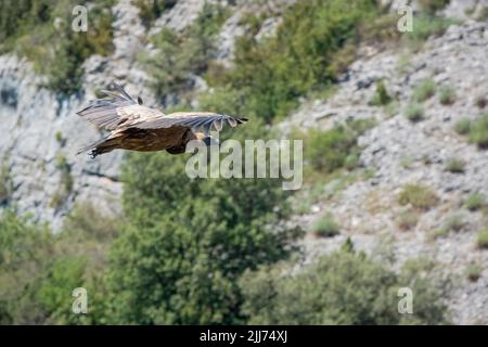 Griffon-Geier, Eurasion-Gänsegeier (Gyps fulvus) im Hochflug Stockfoto