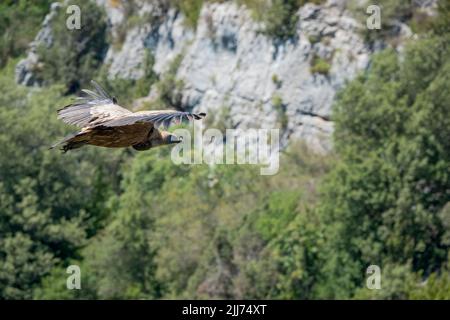 Griffon-Geier, Eurasion-Gänsegeier (Gyps fulvus) im Hochflug Stockfoto