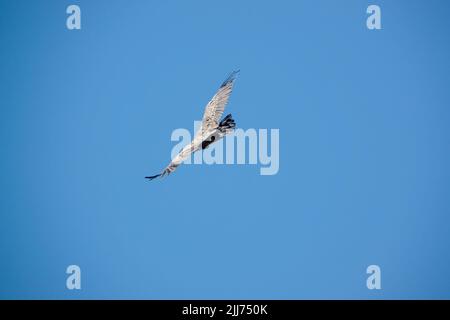 Griffon-Geier, Eurasion-Gänsegeier (Gyps fulvus) im Hochflug Stockfoto