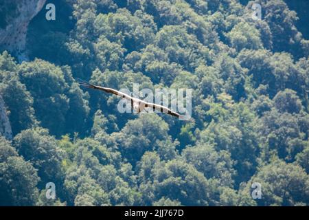 Detaillierte Nahaufnahme von Griffon-Geier, Eurasion-Gänsegeier (Gyps fulvus) bei einem Flug in der Höhe Stockfoto