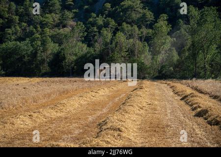 New Holland TC5060 Kombinieren Sie Harvester in Aktion, Sonnenschein und Staub Stockfoto