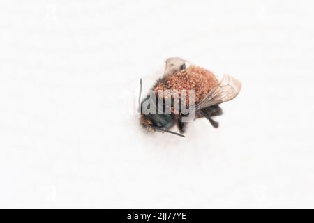 Pollenmilben (Chaetodactylus krombeini), die eine Maurerbiene (osmia) bedecken - auf weißem Hintergrund Stockfoto