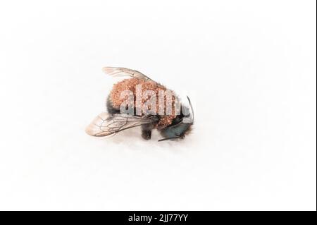 Pollenmilben (Chaetodactylus krombeini), die eine Maurerbiene (osmia) bedecken - auf weißem Hintergrund Stockfoto