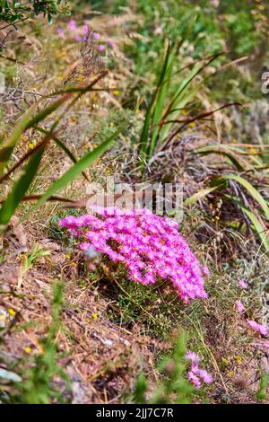 An sonnigen Tagen wachsen rosa Tau-Blüten und wildes Gras an der Bergseite in der Natur. Die schöne und sukkkkulente delosperma cooperi or Stockfoto