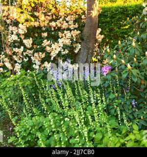 Landschaftsansicht von gemeinen Bluebell Blumen wachsen und blühen auf grünen Stielen in privaten Hinterhof oder abgeschiedenen Hausgarten. Strukturiertes Detail von Stockfoto