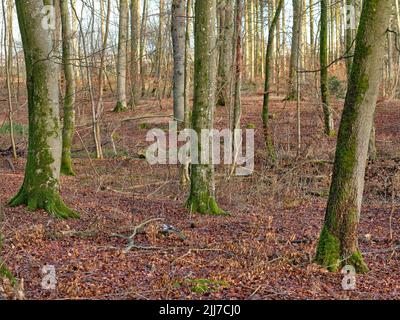 Waldbäume im Herbst mit trockenen Blättern auf dem Boden. Flache Landschaft von vielen Baumstämmen in einem Waldland oder den Wäldern während der Herbstsaison. Alt Stockfoto