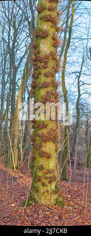 Moos und Algen wachsen auf Bäumen in einem Wald mit toten braunen Blättern auf dem Boden im Winter. Natürliche Landschaft mit Holzstruktur von alter Rinde und Stockfoto