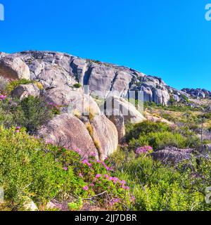 Große Felsen zwischen Büschen und Blumen vor einem blau bewölkten Himmel mit Kopierraum. Wilde Natur Landschaft von großen Felsbrocken mit Pflanzen, Gras, und Stockfoto