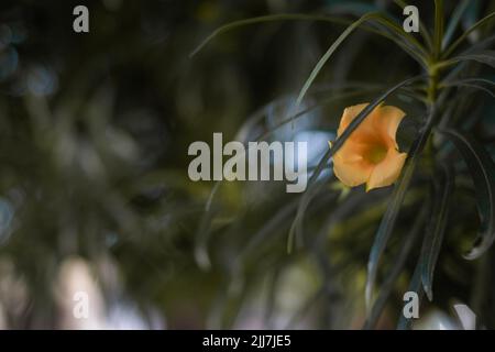 Eine schöne tropische gelbe Blume zwischen grünen Blättern Stockfoto