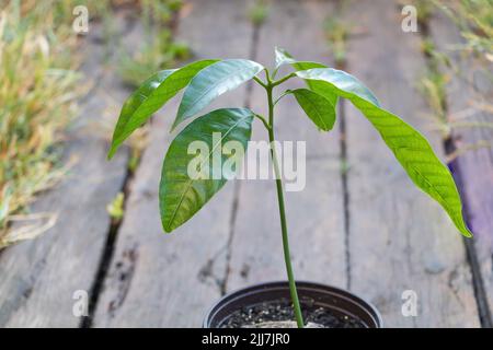 Selektive Fokusaufnahme eines Mangobaums aus der Nähe mit neuen frischen Blättern, die im Behälter wachsen. Konzept für den Anbau von Mango zu Hause Stockfoto