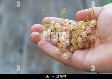 Frische weiße Johannisbeere in der Hand des Menschen Stockfoto