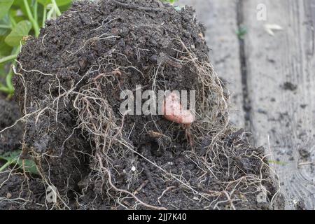 Selektive Fokusaufnahme einer kleinen Süßkartoffel, die zu Hause unter Topfbedingungen wuchs Stockfoto