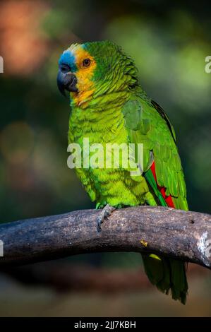 Blaustirn-Amazonaspapagei, ein brasilianischer Vogel, der im Amazonaswald verbreitet ist Stockfoto