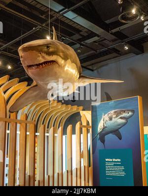 Weißer Zeigerhai auf dem Display, der über dem gerippten Korridor im Boola Bardip WA Museum hängt Stockfoto