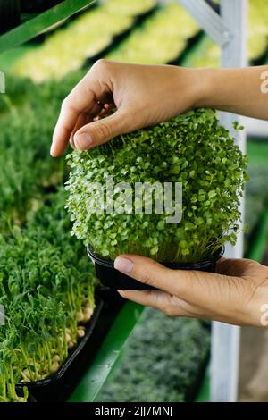 Frau hält Box mit mikrogrünen, kleinen Unternehmen Indoor vertikalen Bauernhof. Nahaufnahme gesunder vegetarischer vitaminfrischer Lebensmittel. Microgreens wächst Stockfoto