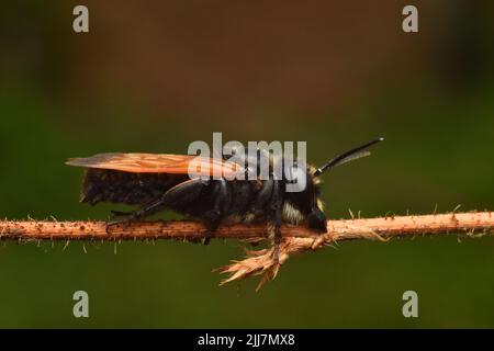 Eine einsame Biene beißt während des Schlafens auf Pflanzenzweig. Nicht identifizierte Arten. Stockfoto