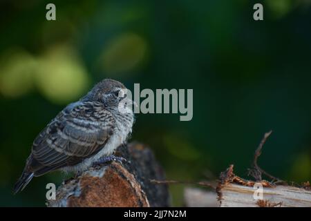 Nahaufnahme eines Vogels, der am Morgen auf einem Holzbalken sitzt. Stockfoto