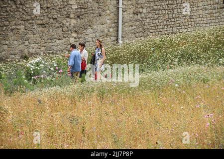 London, Großbritannien. 22.. Juli 2022. Die Menschen umherwandern die Superbloom, eine Blumenwiese, die um den Tower of London gezüchtet wurde, um das Platin-Jubiläum der Königin zu feiern. Die Wiese wird die erste Stufe einer permanenten Umwandlung des Grabens in eine neue, natürlichere Landschaft sein, um einen biovielfältigen Lebensraum für Wildtiere mitten in der Stadt zu schaffen. Die Superbloom läuft vom 1. Juni bis zum 18. September 2022. Kredit: SOPA Images Limited/Alamy Live Nachrichten Stockfoto