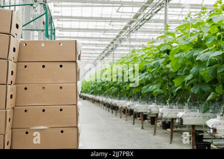 Schachteln mit frisch reifen Gurken. Bio-Lebensmittel und Gemüse. Gesunde Ernährung. Hydroponika in der Agrarindustrie. Gurken in einem Gewächshaus mithilfe von Tropf anbauen Stockfoto