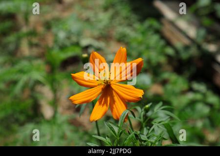 Nahaufnahme einer orangefarbenen Schwefelkosmos (Cosmos sulfureus) Blume mit Blättern Stockfoto
