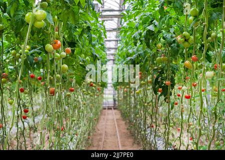 Tomatenproduktion und -Transport. Schöne rote reife Tomaten Hintergrund, Landwirtschaft. Anbau von Tomaten, Gemüsegeschäft, Gewächshaus Stockfoto