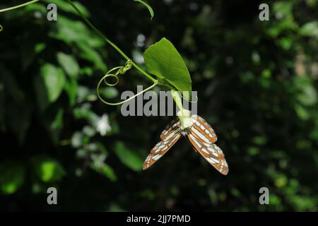 Schmetterling, der Nektar aus einer hängenden, schleichenden Gurkenblüte sammelt, ernährt sich von Nektar aus der Blüte und zeigt dabei seine ventralen en Stockfoto