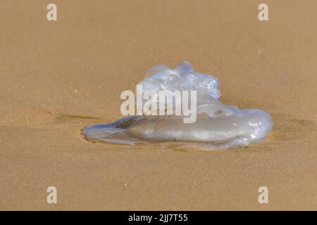 Meeresquallen in der Nähe auf dem Küstenstrand. Mediterraner Strand. Israel Stockfoto