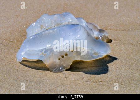 Meeresquallen in der Nähe auf dem Küstenstrand. Mediterraner Strand. Israel Stockfoto