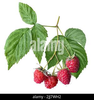 Zweig der reifen Himbeeren mit isolierten Blättern Stockfoto