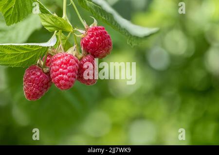 Reife rote Himbeeren, die im Garten am Ast hängen Stockfoto