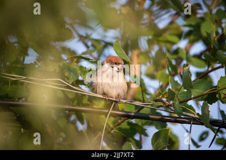 Junger Baumspatz (Passer montanus), der in einem Zaun sitzt Stockfoto