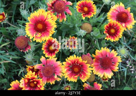 Helle Zierkoneblume auf einer sonnigen Wiese aus nächster Nähe Stockfoto