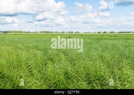 Landwirtschaftliches Feld mit Windturbinen im Hintergrund auf dem Land Stockfoto