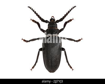 longhorn-Käfer, Prionus coriarius, isoliert auf weißem Hintergrund, Draufsicht Stockfoto