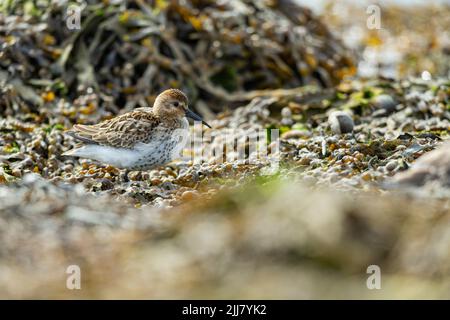 Dunlin Calidris alpina, Roosting on Tide Line, Hayle Estuary, Cornwall, Großbritannien, September Stockfoto