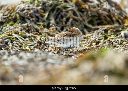 Dunlin Calidris alpina, Roosting on Tide Line, Hayle Estuary, Cornwall, Großbritannien, September Stockfoto