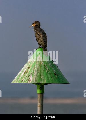 Porträt von Cormorant (Phalacrocorax carbo) auf einem groyne Marker an einem Strand thront Stockfoto