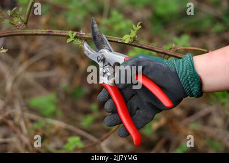 Weibliche Hand in grünen Handschuhen schneidet Dornenbusch mit roter Schnittschere Stockfoto
